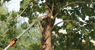 Pole pruning