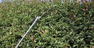 Hedge trimming
