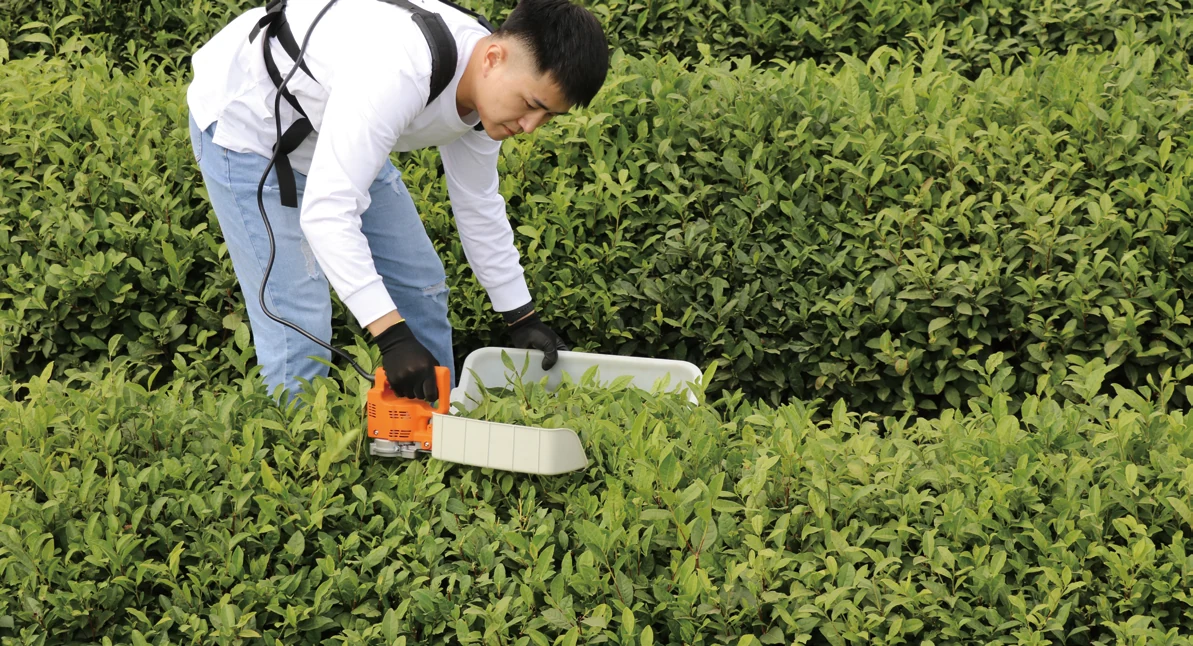 Electric tea plucking